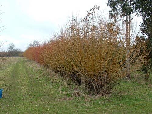 A line of coppiced willows before a 'haircut'.