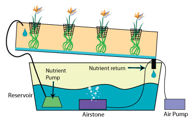 hydroponics-nutrients