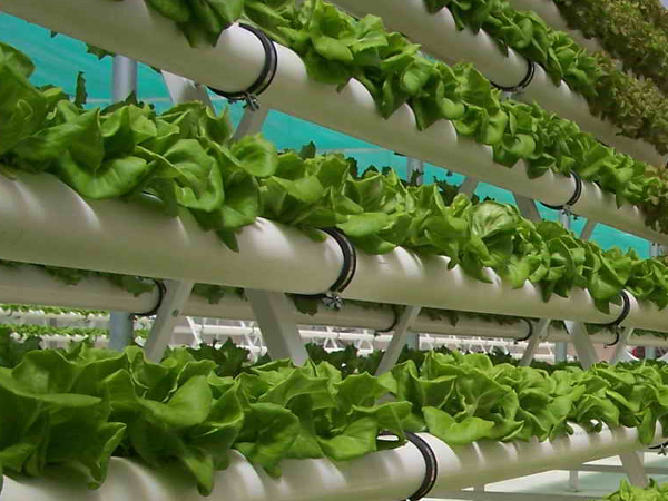  Hydroponics representative image