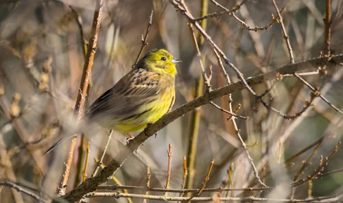 Yellowhammer Photo by Photo by Anna Storsul 