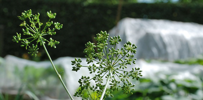 parsley