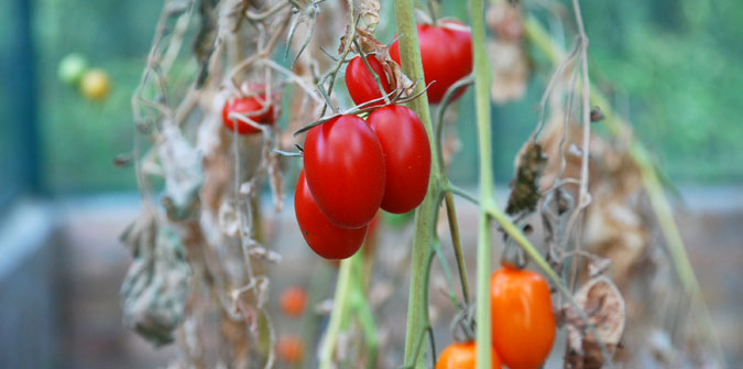 tomatoes