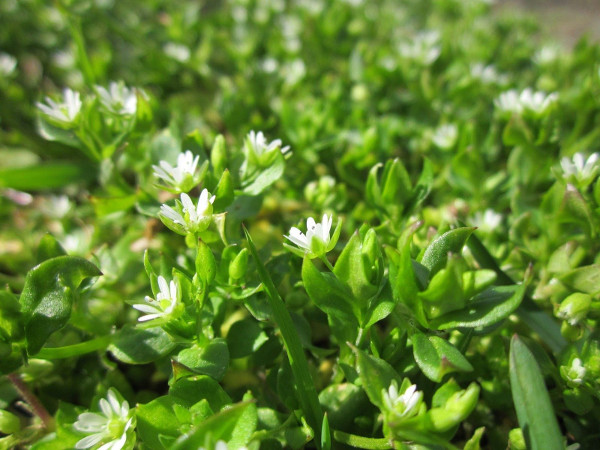 Chickweed : a common edible weed