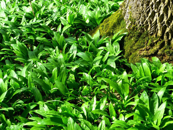 Wild garlic, commonly foraged