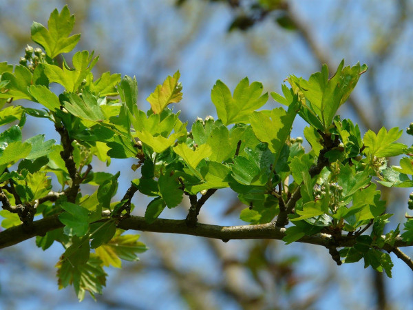 Hawthorn, the leaves of which are edible