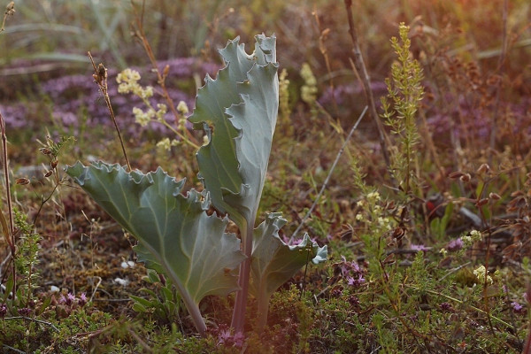 Sea kale : foraging on the coast