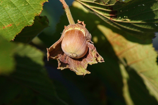Hazel nut : foraging for fruit, nuts and fungi
