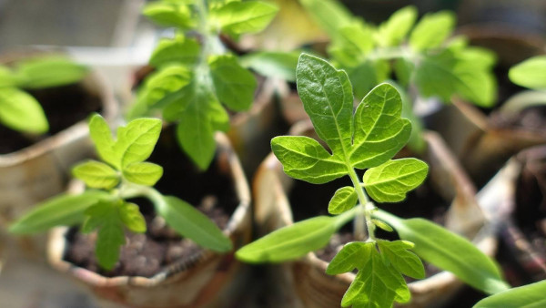 Seedling tomato plants