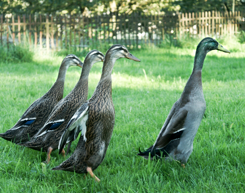 indian-runner-ducks