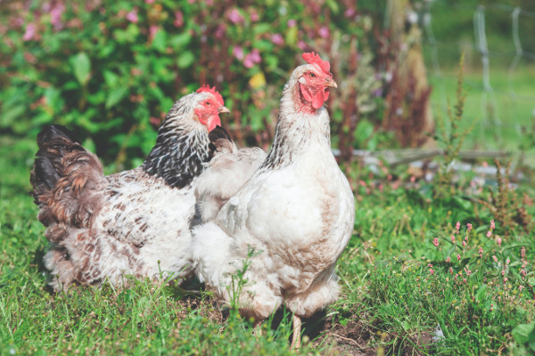What to know about choosing your backyard chicken