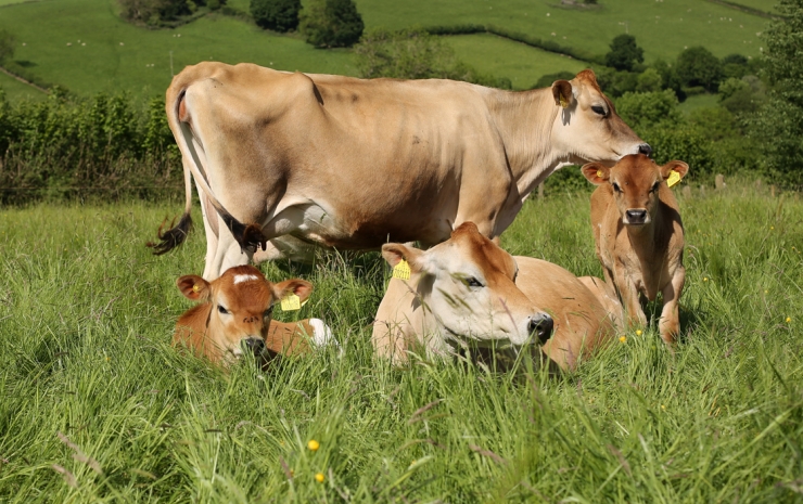 dairy cow calf