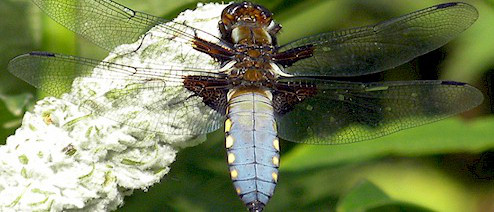 Nature in July – what to look out for