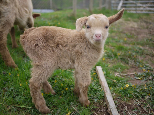 Help the Ecological Land Co-operative to set up more smallholdings