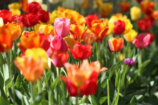 Tulips, chill and climate change