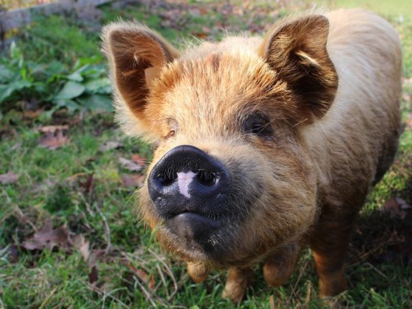 The case for feeding food waste to pigs
