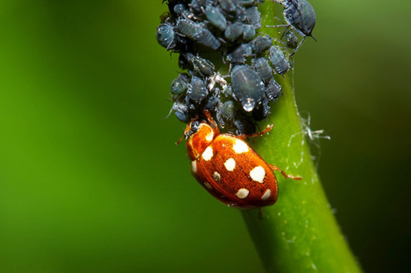 Will nature deal with our crop and garden pests if we don’t intervene or use poisons?