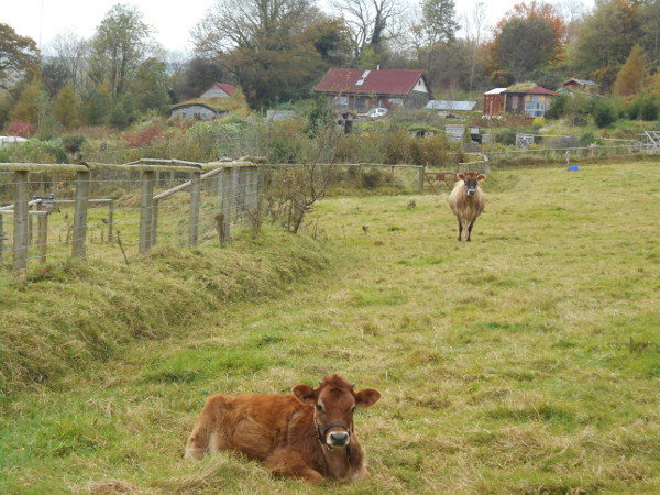 If ‘agroecology’ is such a good idea, how can we get the planning system to promote it?