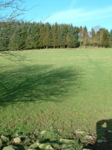 Cassie and Nigel's plot at Lammas five years ago....