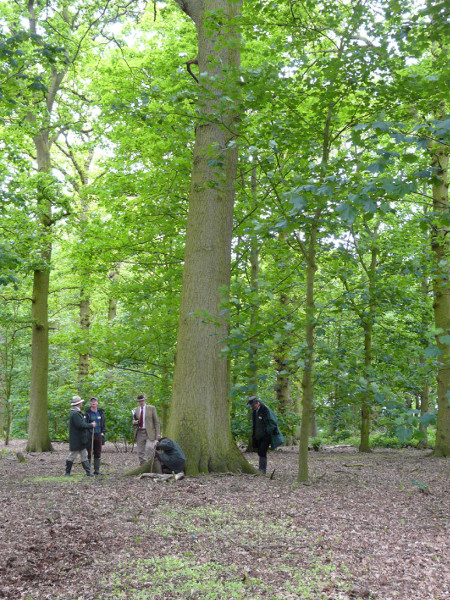 Large oak in a broadleaf understorey.