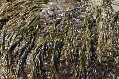 Edible on sale seaweed uk