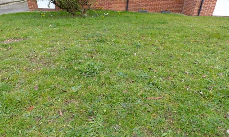 A mini meadow in early Spring looking rather like a lawn