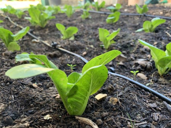 Lettuce growing at Fanfield Farm