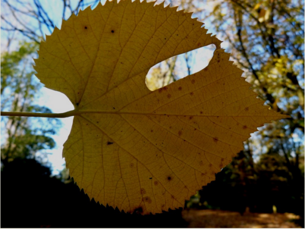 Musings on trees: a lime leaf with a hole