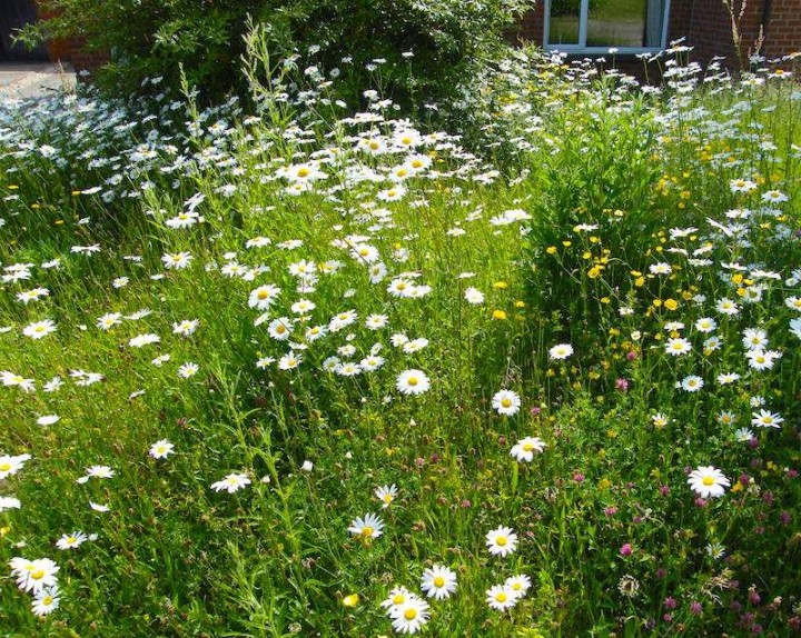 How to start a native wildflower meadow in 6 easy steps