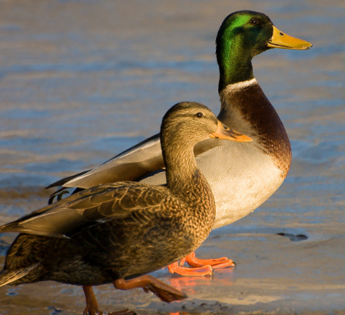 mallard