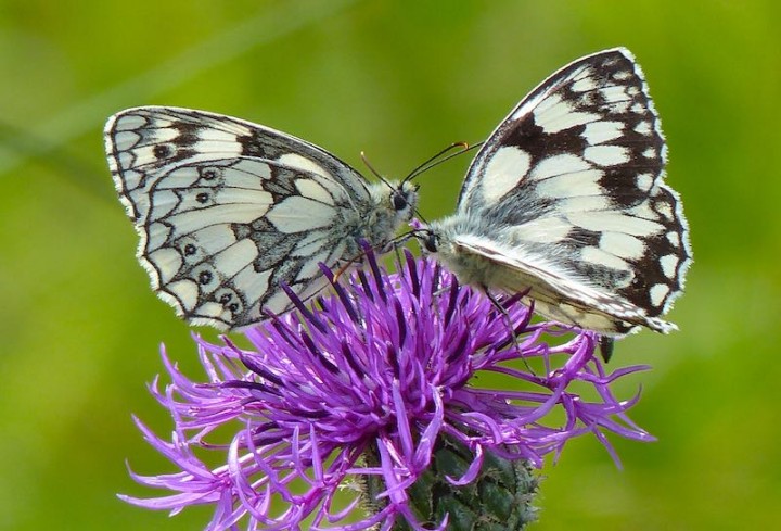 Marbled White butterflies supping nectar from Greater Knapweed