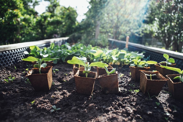 Are metal raised beds safe for vegetables?