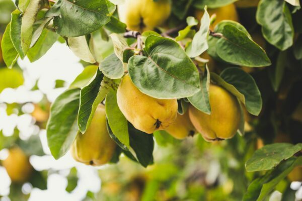 What is quince and how to cook it