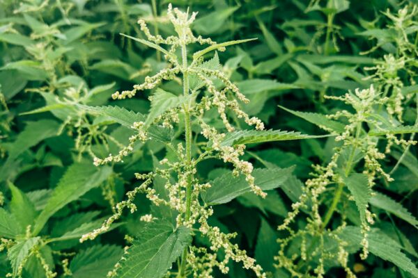 Not so nasty nettle – an honourable compendium for an overlooked plant!