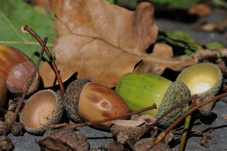 Mast year for acorn production in the Northwoods