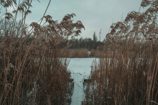 Native British pond plants