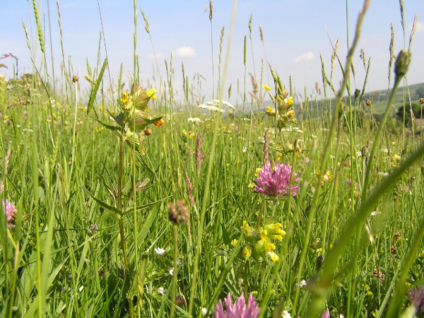  Meadows, grass & pasture representative image