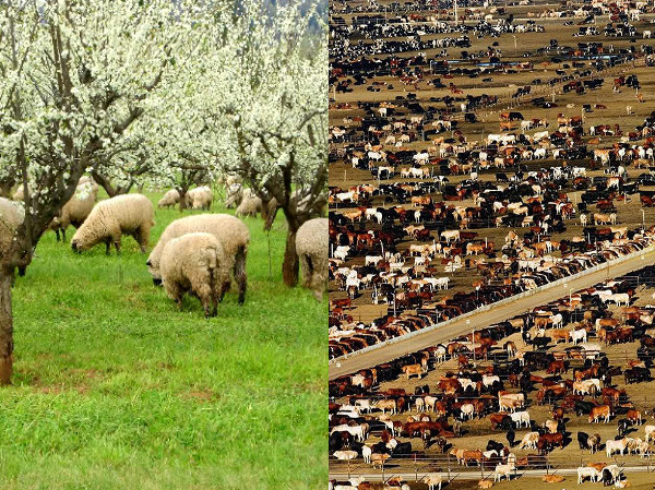 Does the sustainability of meat production depend on the size of a holding and the number of animals kept on it?