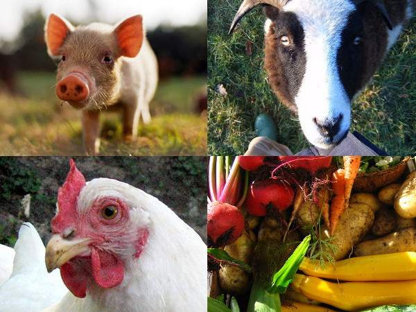 Is it ethical to eat meat, or to keep animals for meat or dairy?