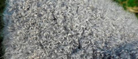 Gotland medium wool