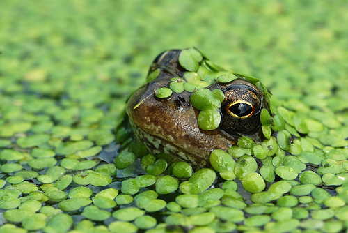 message_duckweed