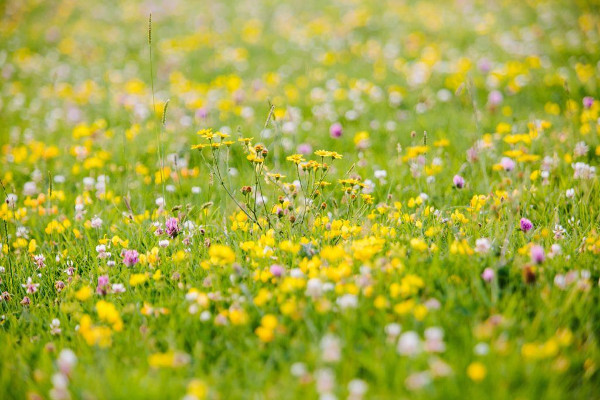 A wildflower meadow in bloom