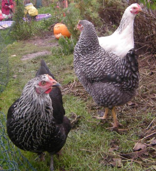 Mix n' match hybrid chickens