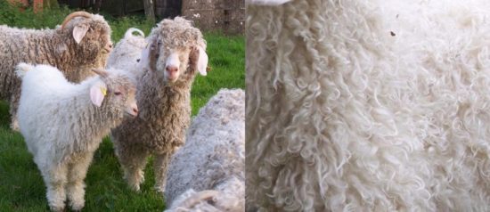 Mohair is produced from Angora goats