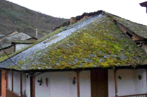 moss_on_a_slate_roof