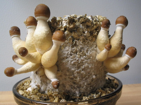  Mushroom cultivation representative image
