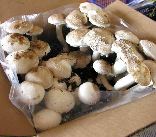 Using Pressure Cookers for Growing Mushrooms - FreshCap Mushrooms