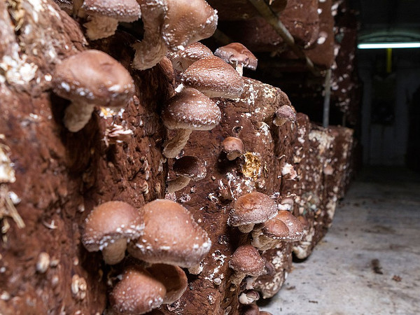  Mushroom cultivation representative image