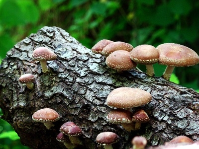 Using Pressure Cookers for Growing Mushrooms - FreshCap Mushrooms