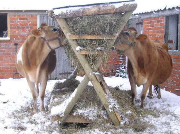 Nanodairies gathering: for people keeping or looking to keep up to four cows