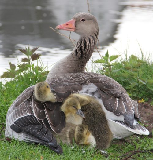 Goose and goslings 